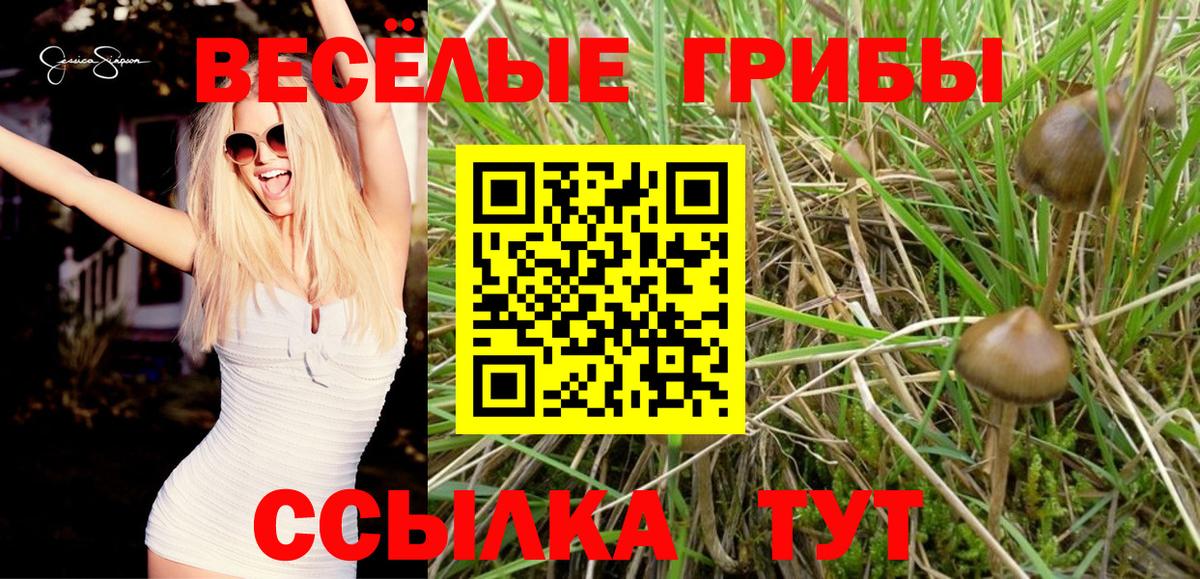 Псилоцибиновые грибы Psilocybe Бийск